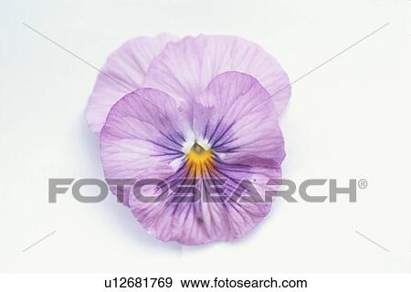 Pansy View Large Photo Image Stock Photo - Pansy. Fotosearch