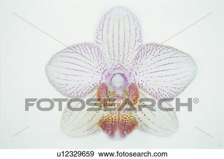 Phalaenopsis View Large Photo Image Stock Photo - Phalaenopsis. Fotosearch