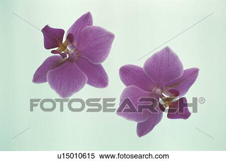 Pink Phalaenopsis View Large Photo Image Stock Photography - Pink Phalaenopsis. Fotosearch