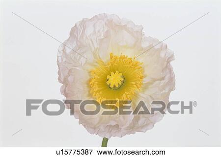 Poppy View Large Photo Image Stock Photo - Poppy. Fotosearch