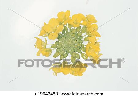 Stock Photo - Rape Blossoms. Fotosearch