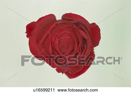 Red Rose View Large Photo Image Stock Image - Red Rose. Fotosearch