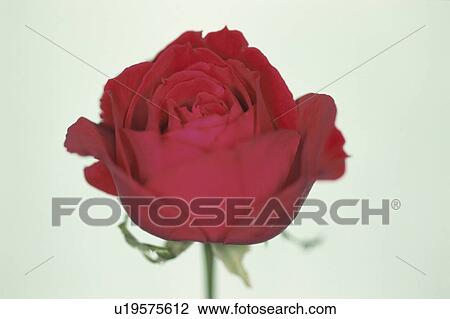 Stock Image - Red Rose. Fotosearch