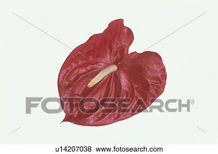 Stock Photo - Red Tropical Flower. Fotosearch