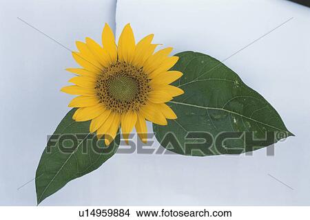 Sunflower View Large Photo Image Picture - Sunflower. Fotosearch