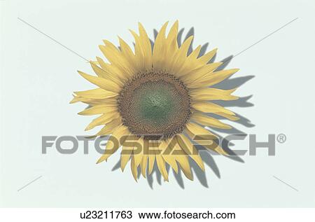 Stock Image - Sunflower. Fotosearch