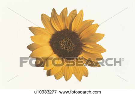 Sunflower View Large Photo Image Stock Photo - Sunflower. Fotosearch
