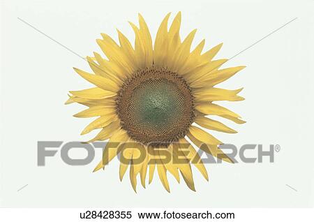 Sunflower View Large Photo Image Stock Photography - Sunflower. Fotosearch