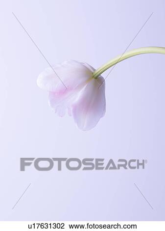 Tulip View Large Photo Image Stock Image - Tulip. Fotosearch