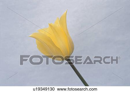 Tulip View Large Photo Image Stock Image - Tulip. Fotosearch