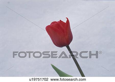 Stock Image - Tulip. Fotosearch