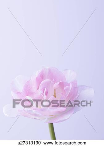Stock Image - Tulip. Fotosearch