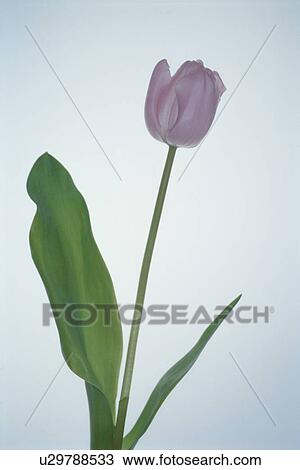 Tulip View Large Photo Image Stock Image - Tulip. Fotosearch