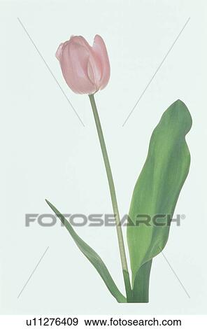 Stock Photo - Tulip. Fotosearch