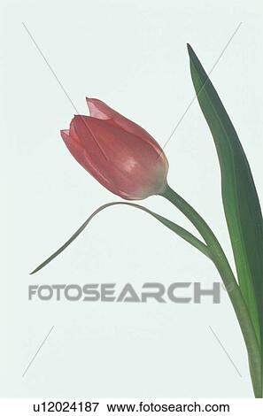 Stock Photo - Tulip. Fotosearch