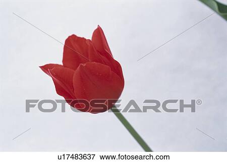 Tulip View Large Photo Image Stock Photo - Tulip. Fotosearch