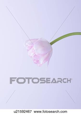 Tulip View Large Photo Image Stock Photo - Tulip. Fotosearch