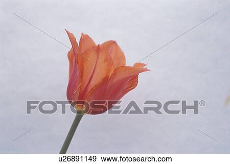 Stock Photo - Tulip. Fotosearch