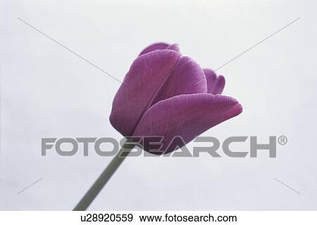 Stock Photo - Tulip. Fotosearch