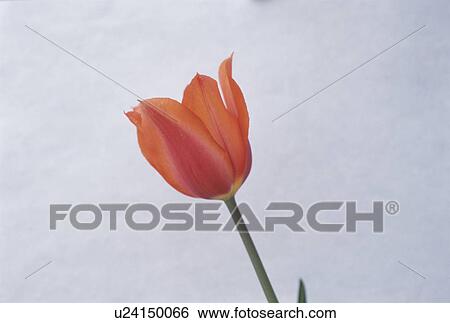 Stock Photograph - Tulip. Fotosearch