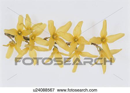 Weeping Golden Bell View Large Photo Image Stock Photo - Weeping Golden Bell. Fotosearch