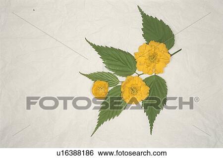 Stock Photograph - Yellow Yamabuki. Fotosearch