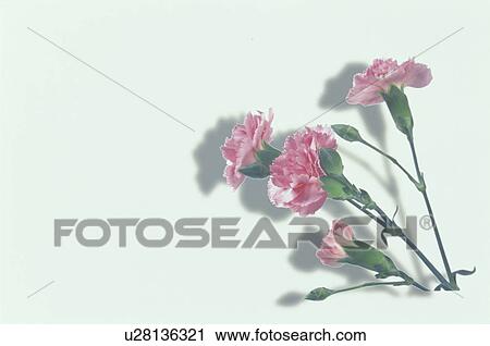 A Pink Carnation View Large Photo Image Stock Image - A Pink Carnation. Fotosearch