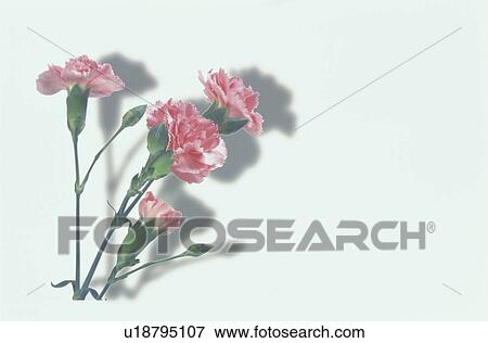 A Pink Carnation View Large Photo Image Stock Photo - A Pink Carnation. Fotosearch