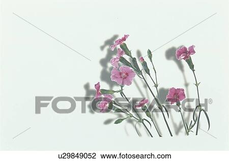 Stock Image - A Pink Flower. Fotosearch