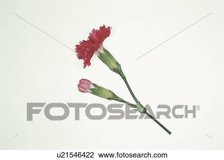 A Red Carnation And A Bud View Large Photo Image Stock Image - A Red Carnation And A Bud. Fotosearch