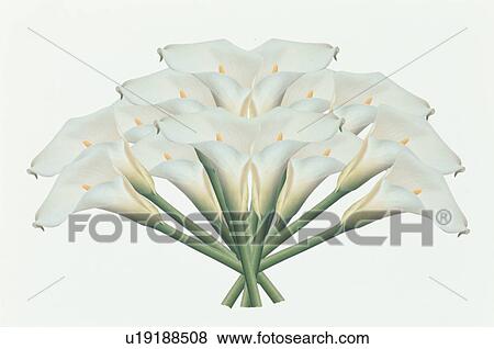 A White Color View Large Photo Image Stock Photo - A White Color. Fotosearch
