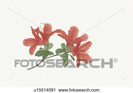 Stock Image - Azalea. Fotosearch