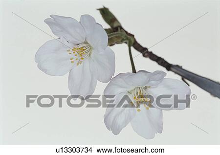 Cherry Tree View Large Photo Image Picture - Cherry Tree. Fotosearch