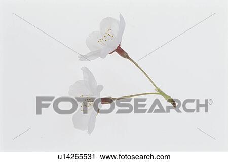Stock Image - Cherry Tree. Fotosearch