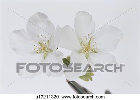 Stock Image - Cherry Tree. Fotosearch