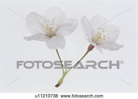 Cherry Tree View Large Photo Image Stock Photo - Cherry Tree. Fotosearch