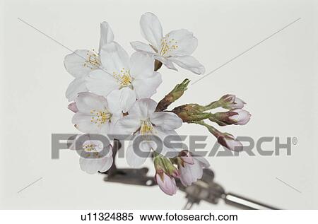 Stock Photography - Cherry Tree. Fotosearch