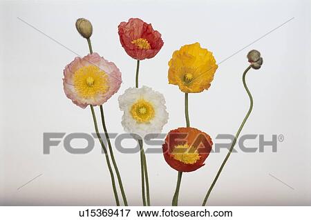 Stock Photo - Five Poppies And A Bud. Fotosearch