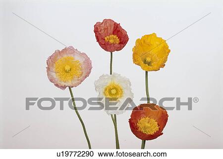 Five Poppies View Large Photo Image Stock Image - Five Poppies. Fotosearch