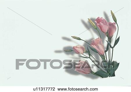 Stock Image - Flower. Fotosearch