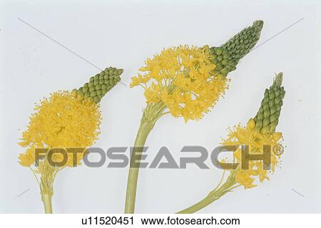 Flower View Large Photo Image Stock Image - Flower. Fotosearch