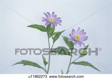 Stock Image - Flower. Fotosearch