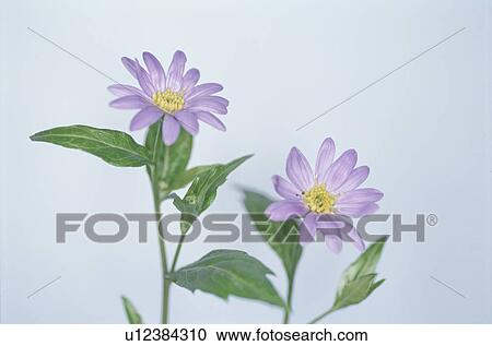 Flower View Large Photo Image Stock Image - Flower. Fotosearch