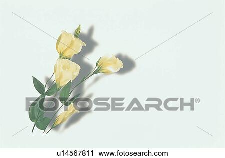 Stock Image - Flower. Fotosearch