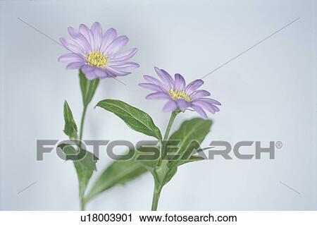 Stock Image - Flower. Fotosearch
