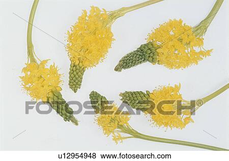 Stock Photo - Flower. Fotosearch