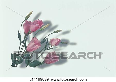 Flower View Large Photo Image Stock Photo - Flower. Fotosearch