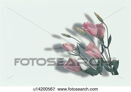 Stock Photo - Flower. Fotosearch
