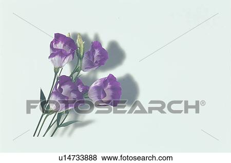 Stock Photo - Flower. Fotosearch