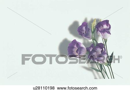 Flower View Large Photo Image Stock Photo - Flower. Fotosearch